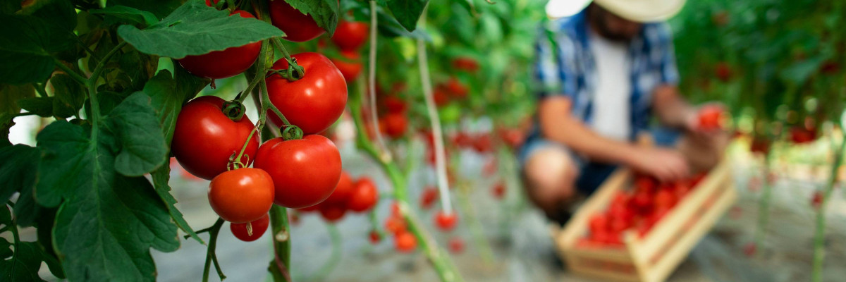Fruit Logistica Berlin Hakkında Bilinmesi Gerekenler